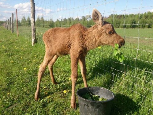 Удивительная дружба между лосихой и её спасителем