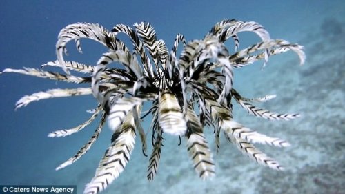 Уникальные кадры, запечатлевшие морскую лилию в движении