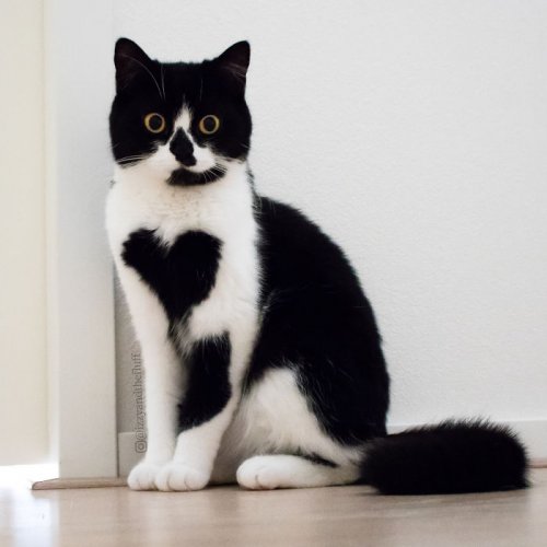 Очаровательная кошка Зоуи, которая носит сердце на груди