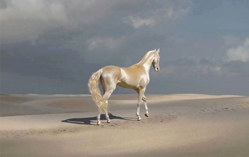 Ахалтекинская лошадь: невероятно редкая порода самых красивых лошадей в мире