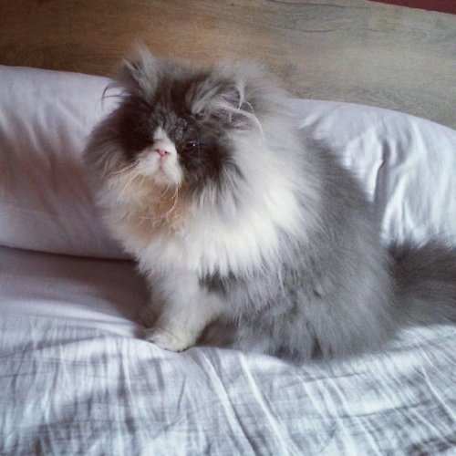Длинношерстный кот Цезарь покоряет Instagram