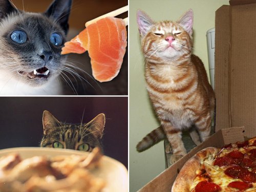Кошки, которые охотятся за вашей едой