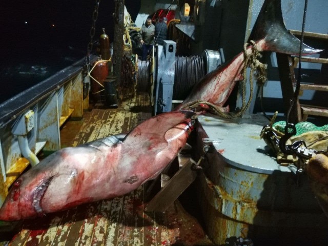 Рыбаки возле Сахалина выловили огромную жуткую акулу-людоеда