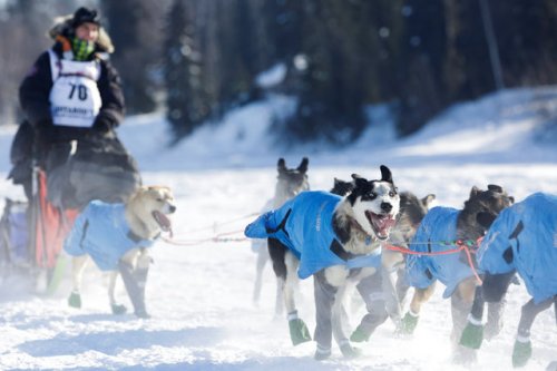 Гонки на собачьих упряжках Iditarod Dog Race 201