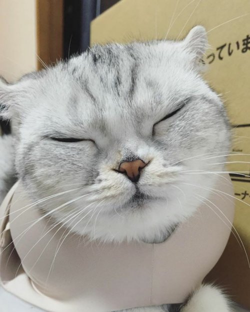 Кошка Хана с большими глазами, взявшая Instagram штурмом