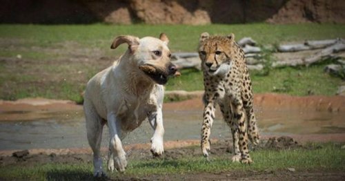 Гепарды настолько робкие существа, что в зоопарках им в компаньоны дают собак