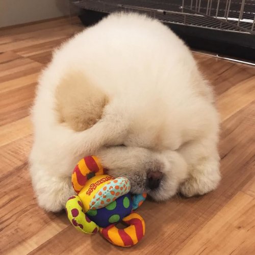 Пуффи — пушистый щенок чау-чау, взявший штурмом Instagram