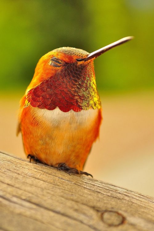 Красочные колибри, запечатлённые на фотокамеру