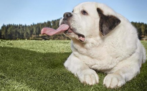 Мочи из США — обладательница самого длинного языка среди собак