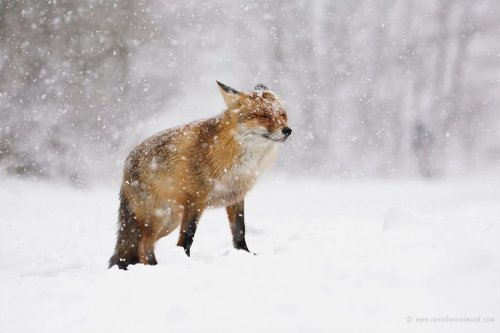 Рыжие лисицы наслаждаются снегом в фотографиях Розелин Раймонд