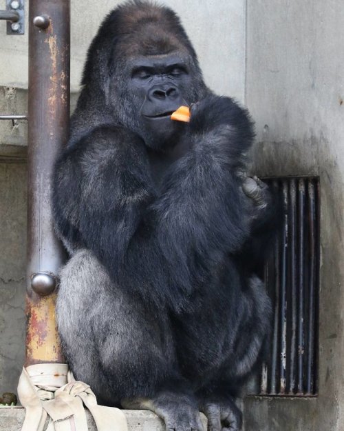 Горилла-красавчик Сабани из зоопарка Хигасияма, по которому японцы сходят с ума