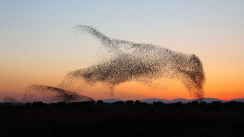 Фотограф сделал уникальный снимок птичьей стаи в форме птицы