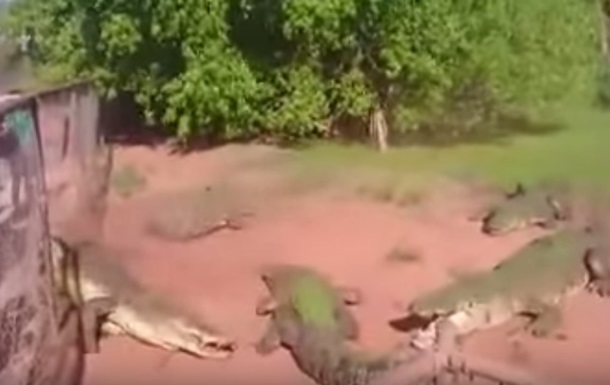 Атаку крокодила на рептилию засняли на видео