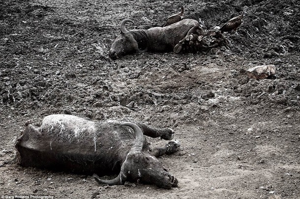 Фотограф показал жестокие реалии африканской саванны