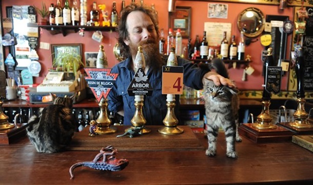 Счастье в пиве и котах: кошачий паб стал хитом в Бристоле