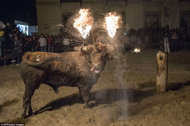 В Испании провели средневековый праздник с поджиганием быков