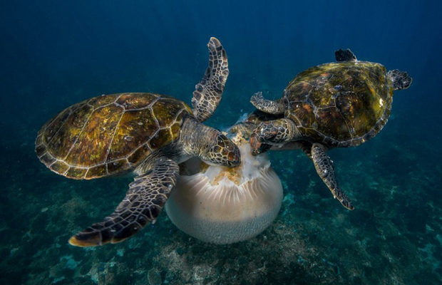 Победители фотоконкурса National Geographic Nature Photographer — 2016