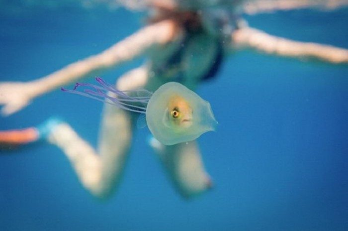 Рыба заплыла в медузу: уникальный кадр!