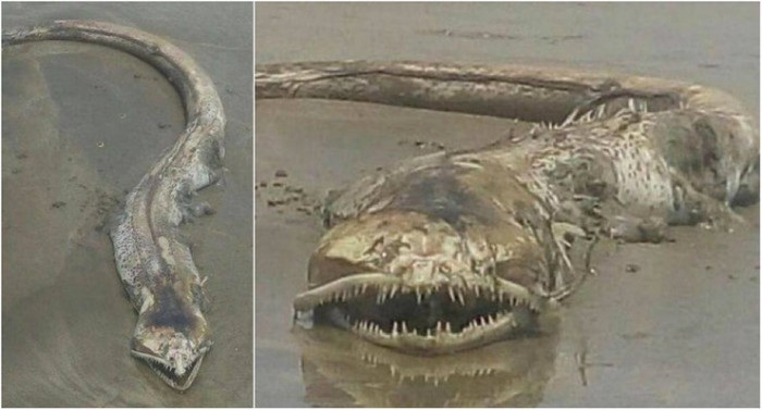 Странное зубастое существо выбросило на пляж в Мексики