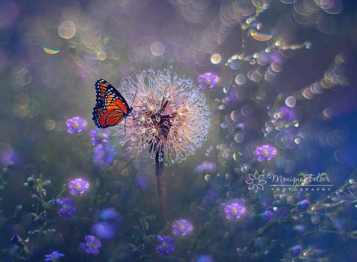 Макроснимки цветов и бабочек