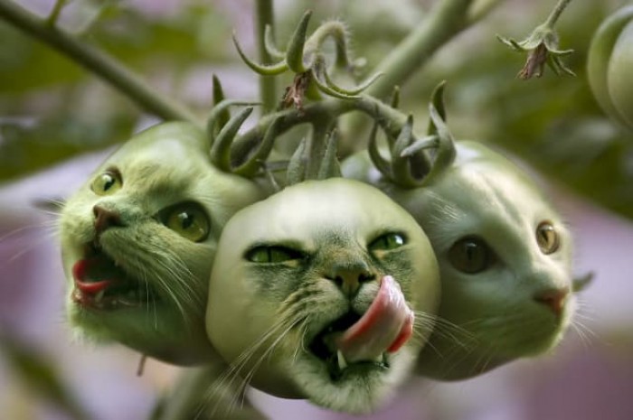 Художники объединили животных и растения с помощью Photoshop