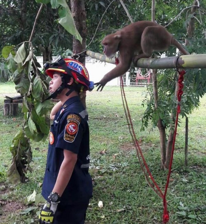 Трогательный момент после спасения обезьянки