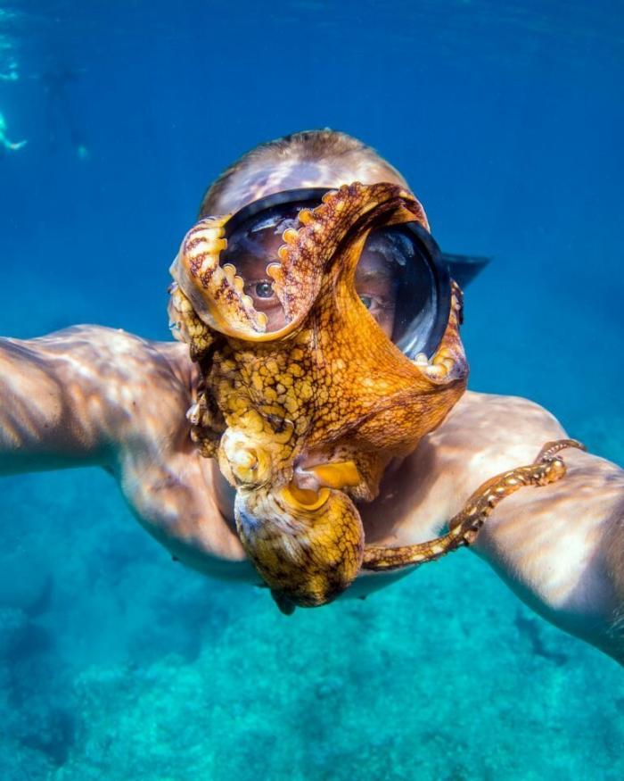 Подводном селфи c любопытным осьминогом