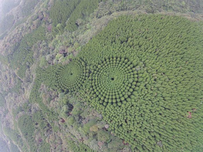 "Экспериментальное лесоводство" или необычный японский эксперимент