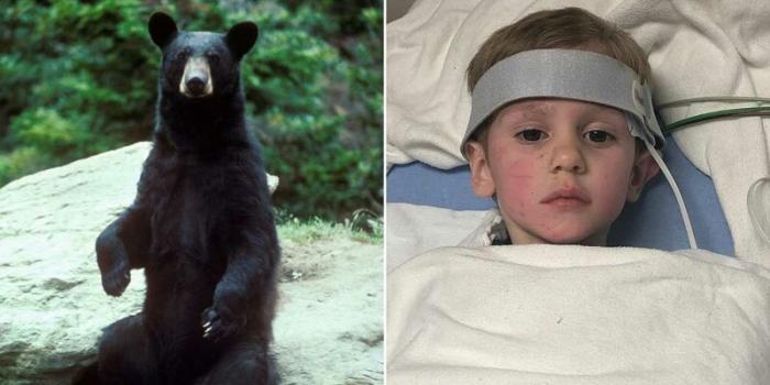 3-летний мальчик, пропавший в лесу выжил благодоря дружелюбному медведю