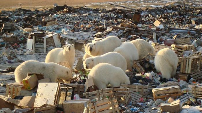 Белые медведи на Новой Земле вышли к людям из-за позднего льда