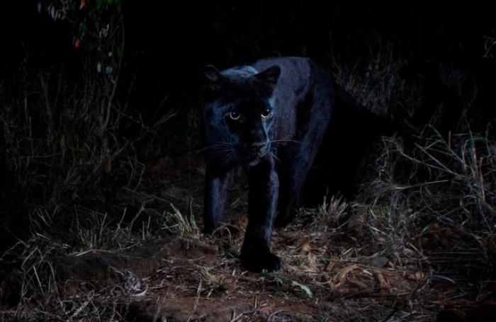 В Африке впервые за 100 лет в объектив камеры попал черный леопард