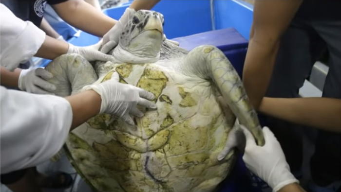 Хирурги обнаружили клад в желудке черепахи!