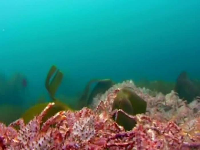 Популяция камчатского краба в Баренцевом море растет угрожающими темпами