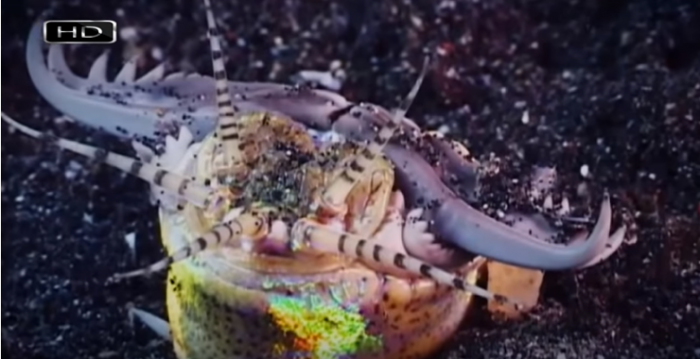 Трехметровый хищный червь: ужас теплого моря