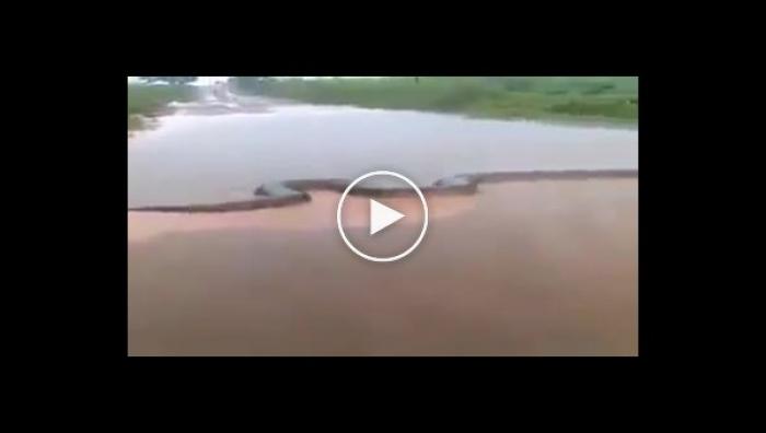 В Бразилии рыбак снял на видео огромную анаконду, неспешно переплывавшую реку