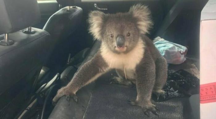 Забавная встреча: спасаясь от жары, коала забралась в машину с кондиционером