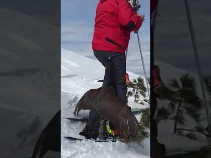 Глухарь напал на лыжника
