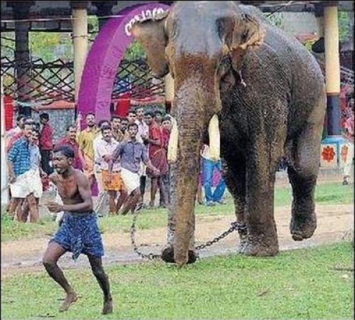Невероятное спасение от слона