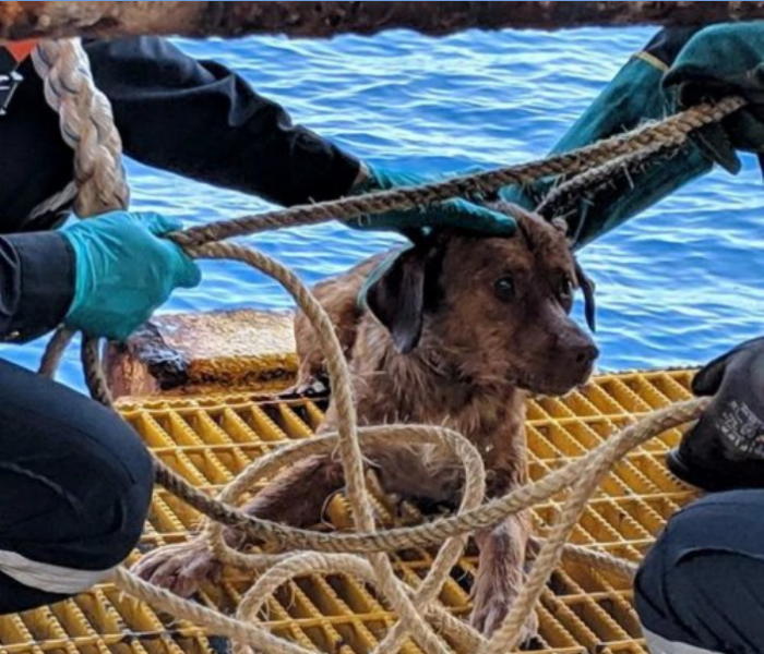 Тайские рабочие спасли собаку, плывшую в 130 милях от берега