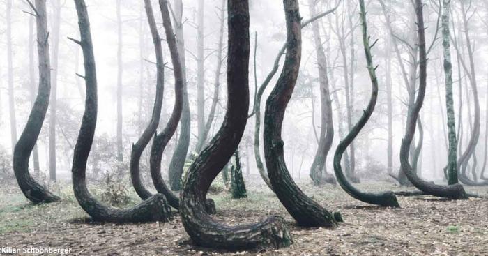 В Польше есть странный лес с кривыми деревьями. Никто не знает, как он появился