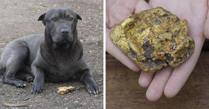 Девочка пнула уличный камень и нашла золотой самородок