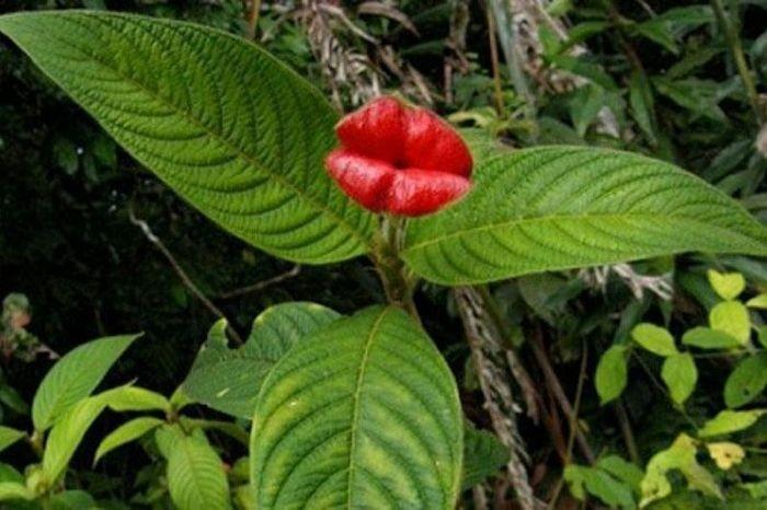 Цветок напоминающий по форме женские пухлые губы