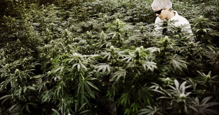 Власти РФ приняли закон о выращивании медицинской марихуаны и опийного мака