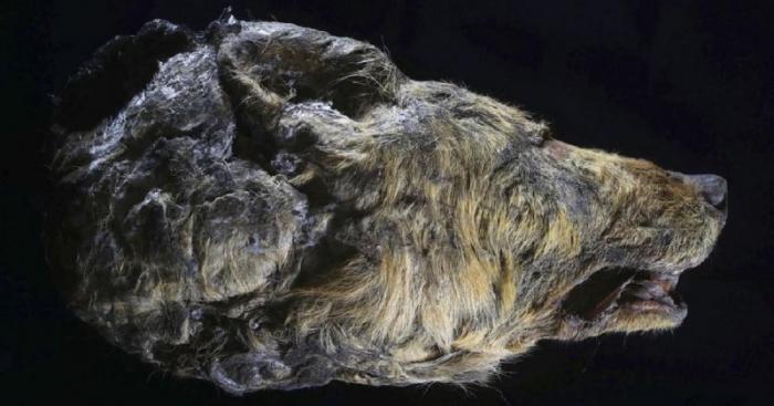В Якутии обнаружена голова волка возрастом 40 тысяч лет