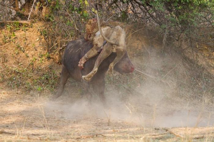 Львы против буйвола: смертельная схватка