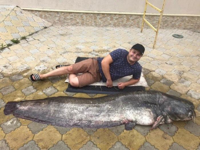 Рыбаки выловили на Волге 90-килограммового сома-великана
