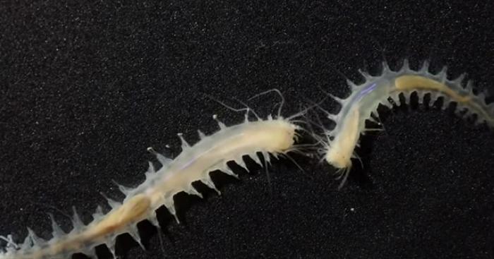 Ученые открыли вид морского червя, который может кричать как