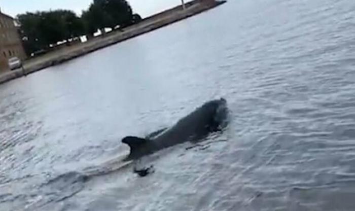 Дельфин устроил представление для туристов