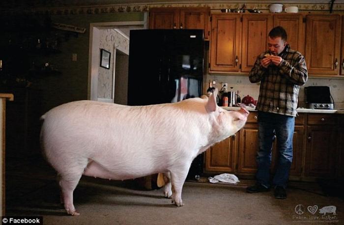 «Карликовая» свинка, из-за которой пришлось купить новый дом