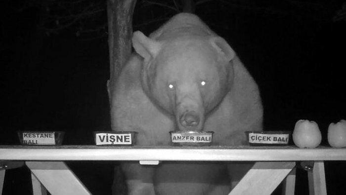 Пасечник из Трабзона проверил качество мёда на медведях